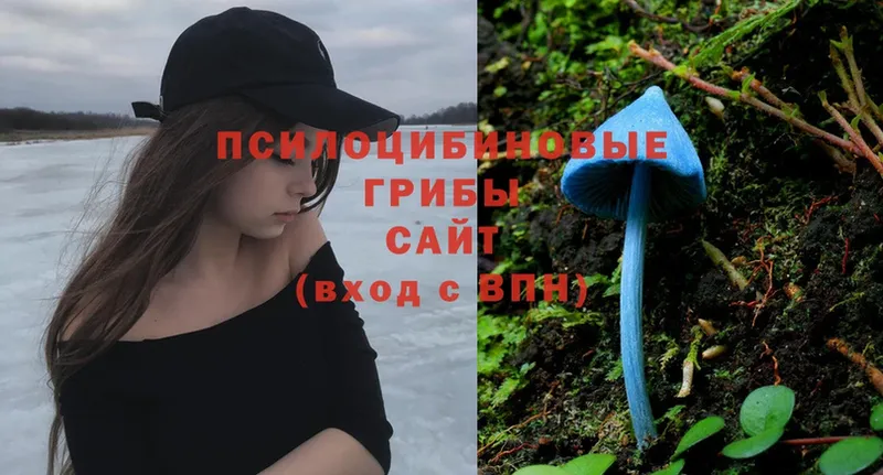 закладка  Буйнакск  Галлюциногенные грибы Psilocybe 